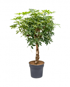 Schefflera Arboricola 140 cm