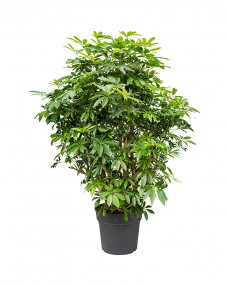 Schefflera Arboricola 145 cm