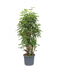 Schefflera Arboricola 200 cm