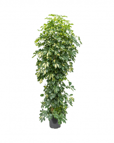 Schefflera Gold Capella 190 cm