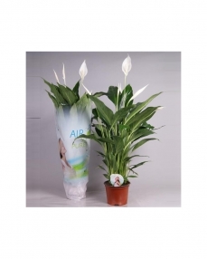 Spathiphyllum Cupido