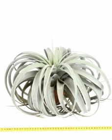 Tillandsia xerographica 35 cm 