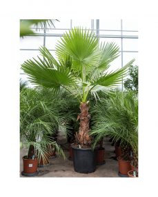 Washingtonia Robusta 200 cm