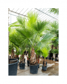 Washingtonia Robusta 250 cm