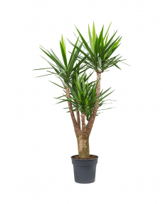 Yucca 175 cm