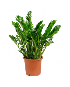 Zamioculcas 100 cm