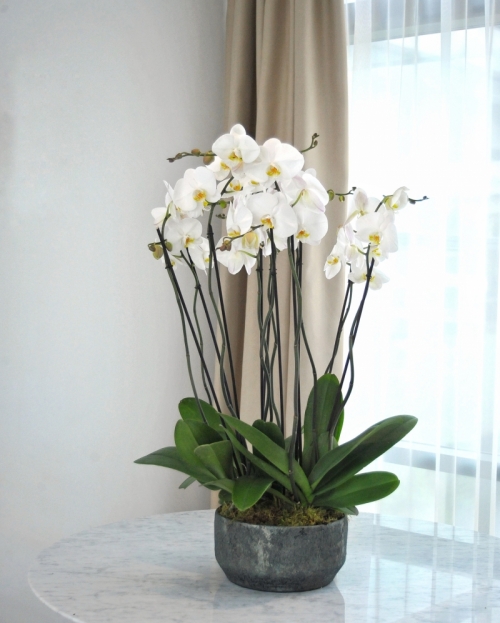 Arrangement with phalaenopsis plants