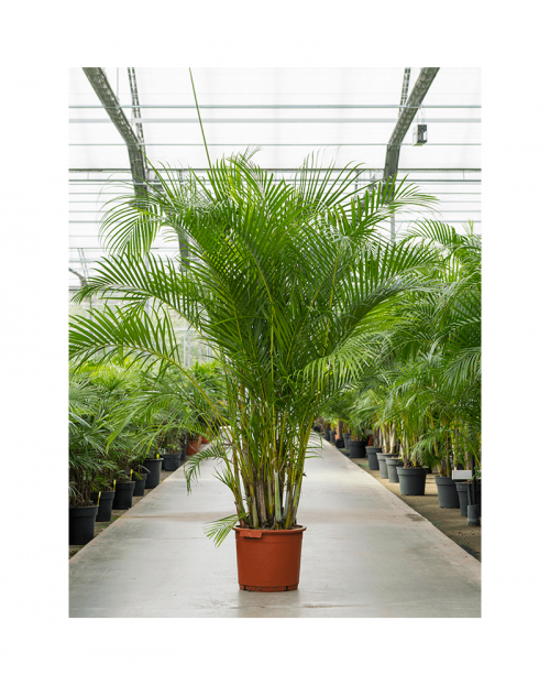 Areca 250 cm