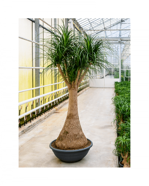 Beaucarnea Nolina 240 cm