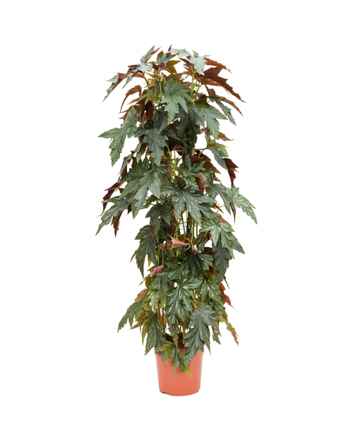 Begonia Maculata 160 cm