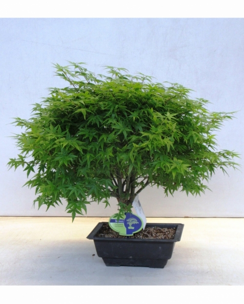 Bonsai Acer Palmatum Kiyohime 45 cm