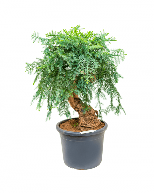 Bonsai Araucaria 120 cm