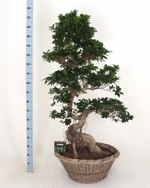 Bonsai Ficus Dragon Root 170 cm