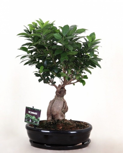 Bonsai Ficus Ginseng 45 cm 