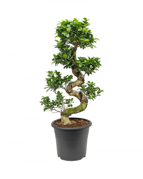 Bonsai Ficus Microcarpa 100 cm