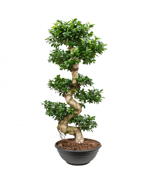 Bonsai Ficus Microcarpa 150 cm