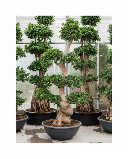 Bonsai Ficus Microcarpa 240 cm