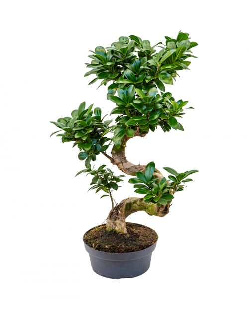Bonsai Ficus Microcarpa 50 cm