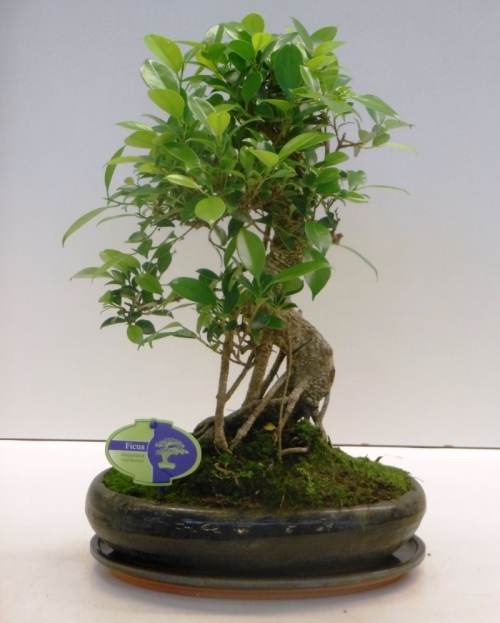 Bonsai Ficus Retusa 45 cm