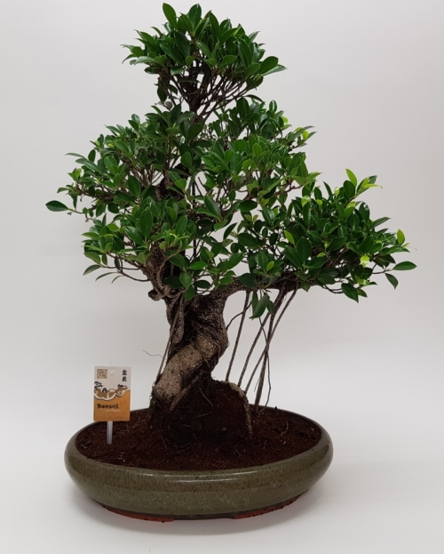 Bonsai Ficus Retusa 'Oval' 70 cm