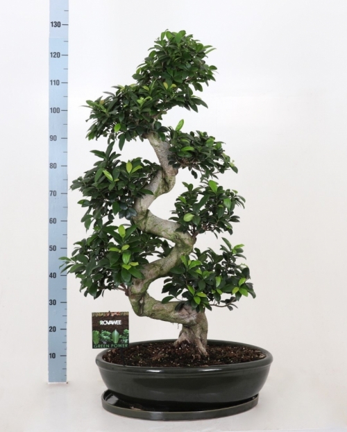 Bonsai Ficus S-type 130 cm