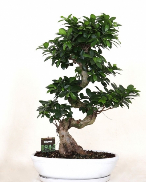 Bonsai Ficus S-type 85 cm