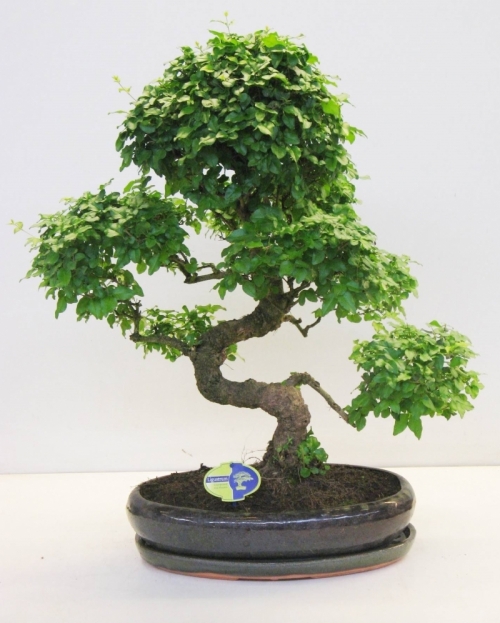 Bonsai Ligustrum Chinensis 70 cm
