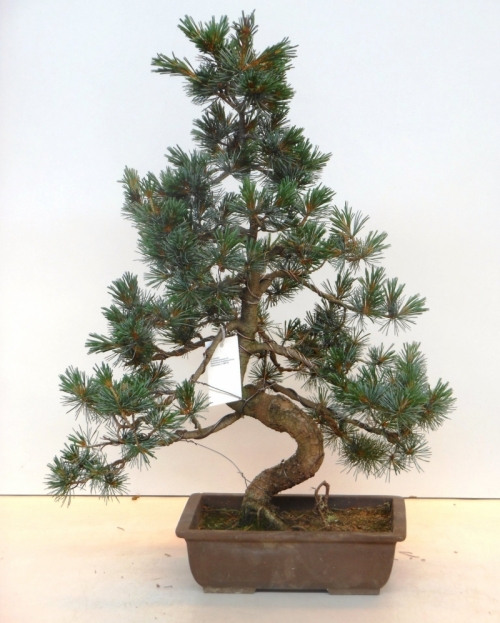 Bonsai Pinus Pentaphylla Parviflora 75 cm