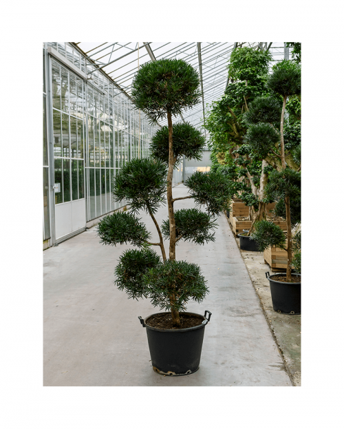 Bonsai Podocarpus 290 cm