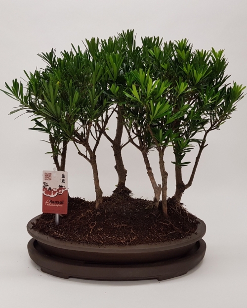 Bonsai Podocarpus 'Forest' 45 cm