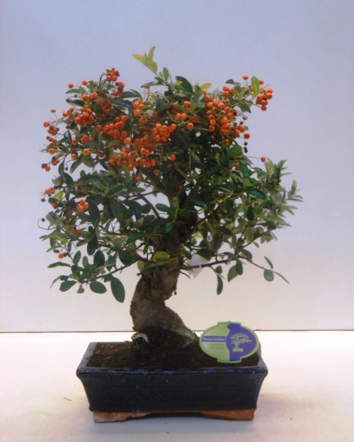 Bonsai Pyracantha 50 cm