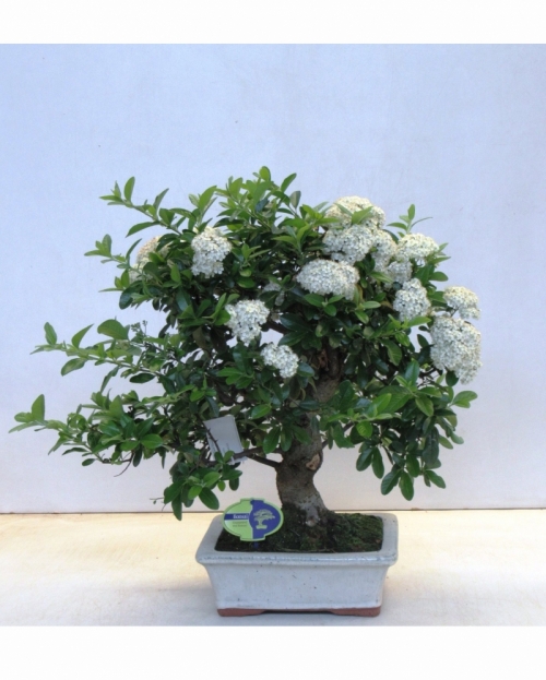 Bonsai Pyracantha Angustifolia 60 cm