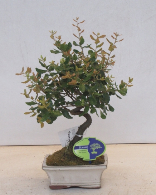 Bonsai Quercus Subur 35 cm