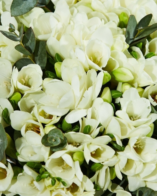 Bouquet 101 white freesias