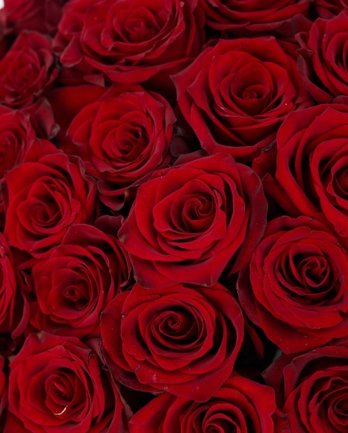 Buchet 101 trandafiri rosii