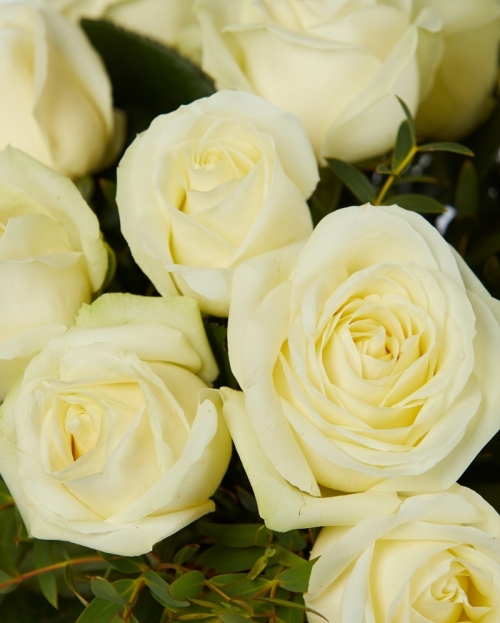Buchet 19 trandafiri maxi albi