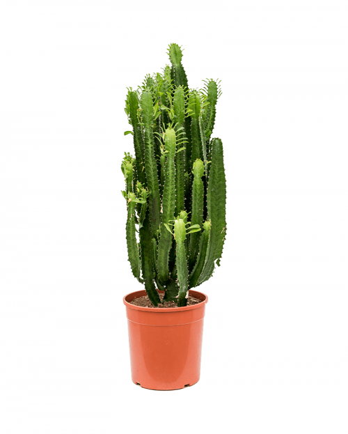 Cactus Euphorbia Acruensis 125 cm