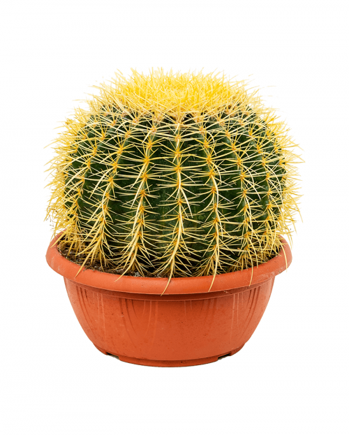 Cactus Grusonii 30 cm