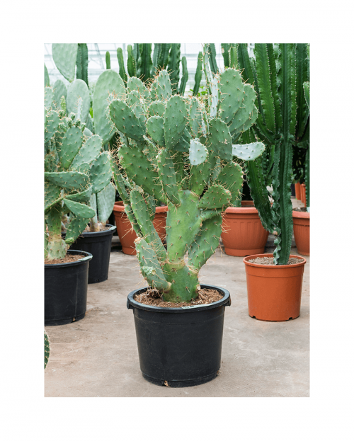 Cactus Opuntia 130 cm