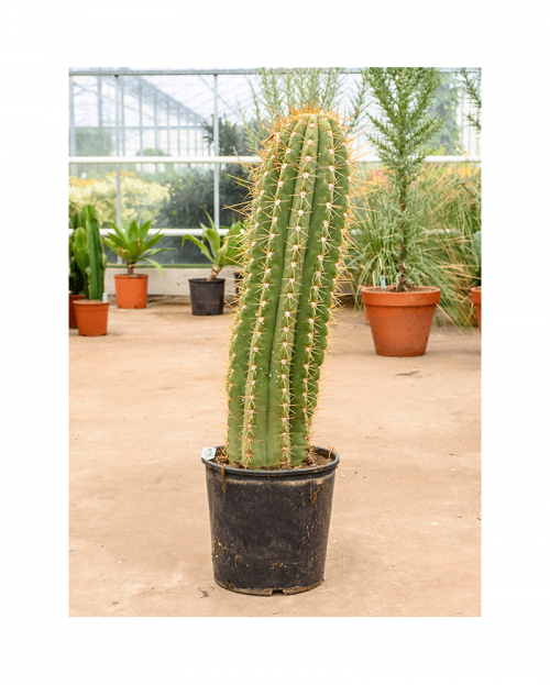 Cactus Terschechii 110 cm