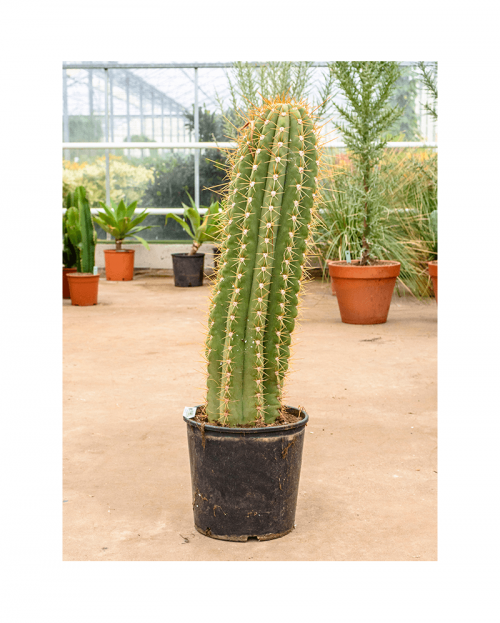 Cactus terschechii 110 cm