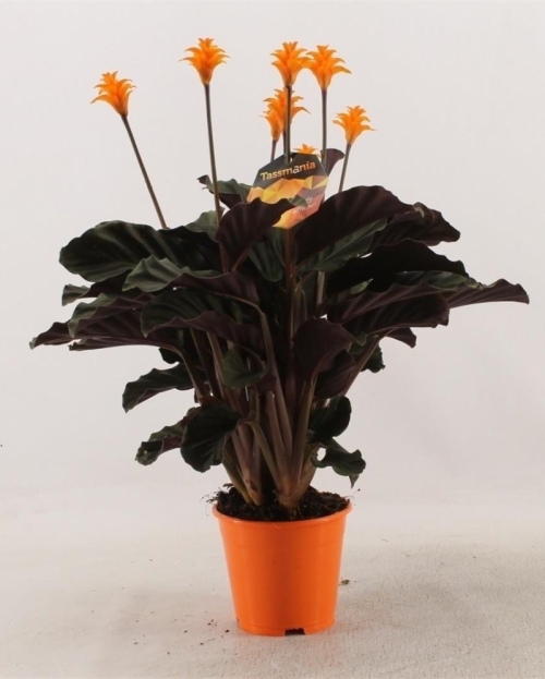 Calathea crocata 45 cm  