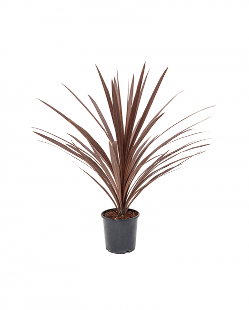 Cordyline red star