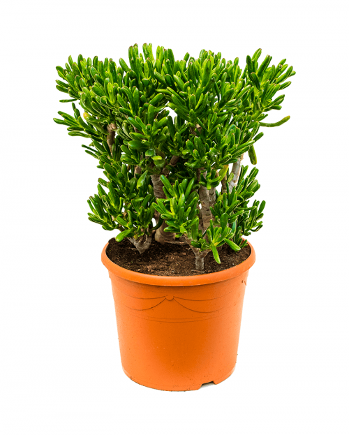 Crassula Horntree 70 cm