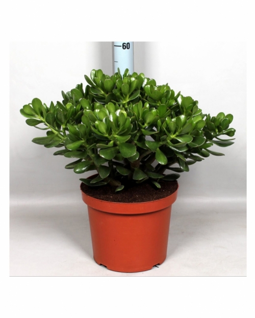 Crassula ovata 55 cm 