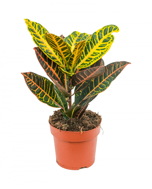 Croton Petra