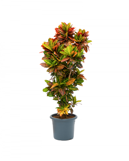 Croton Petra 190 cm