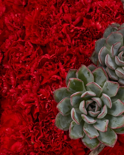 Funeral cross with red dianthus