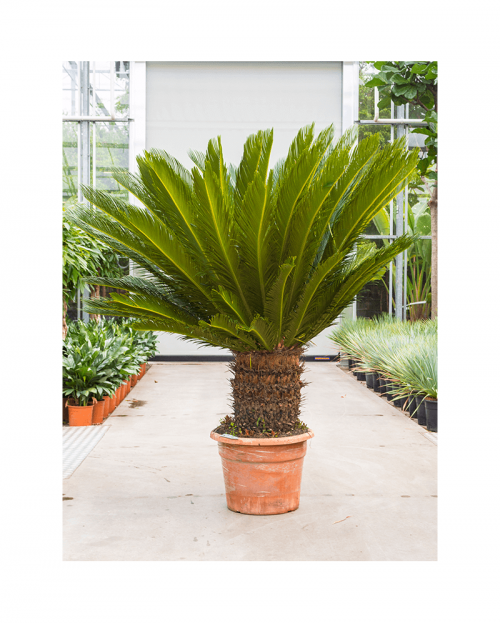 Cycas Revoluta 160 cm