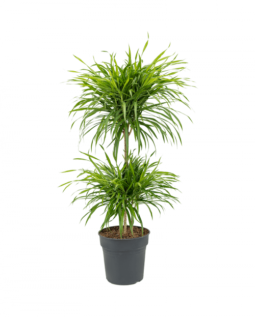 Dracaena Anita Variegata 100 cm